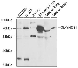 ZMYND11 Rabbit pAb