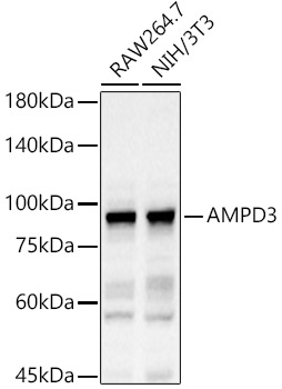 AMPD3 Rabbit pAb