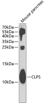 CLPS Rabbit pAb