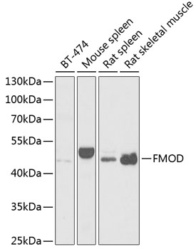 FMOD Rabbit pAb