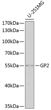 GP2 Rabbit pAb