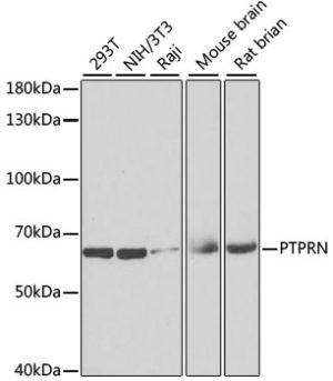 PTPRN Rabbit pAb