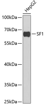 SF1 Rabbit pAb