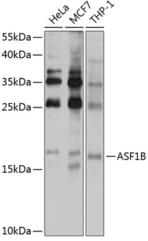 ASF1B Rabbit pAb