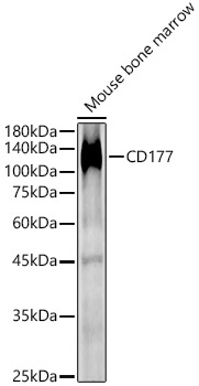 CD177 Rabbit pAb