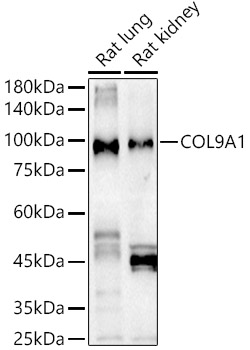 COL9A1 Rabbit pAb