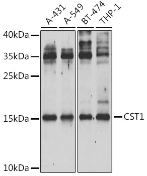 CST1 Rabbit pAb