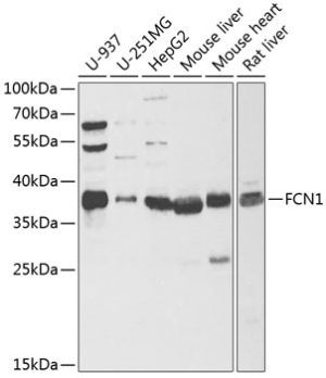 FCN1 Rabbit pAb