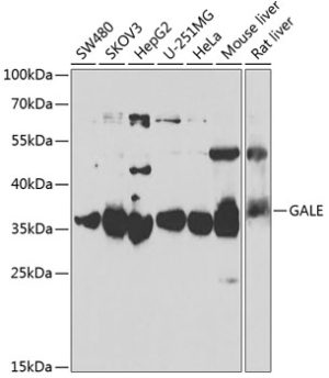 GALE Rabbit pAb