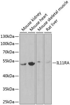 IL11RA Rabbit pAb