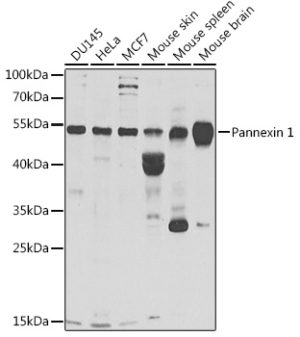 Pannexin 1 Rabbit pAb