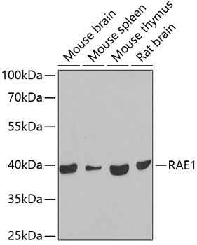 RAE1 Rabbit pAb
