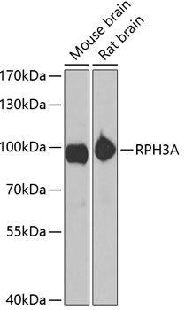 RPH3A Rabbit pAb