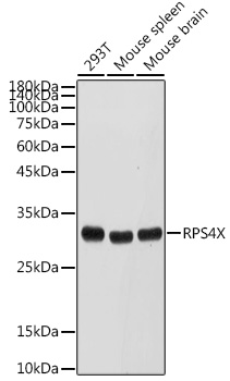 RPS4X Rabbit pAb