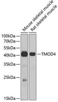 TMOD4 Rabbit pAb