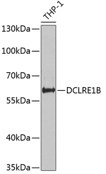 DCLRE1B Rabbit pAb