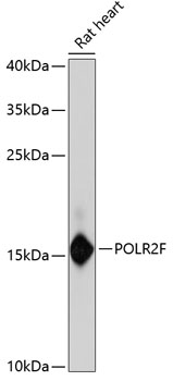 POLR2F Rabbit pAb