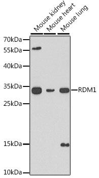 RDM1 Rabbit pAb