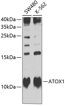 ATOX1 Rabbit pAb
