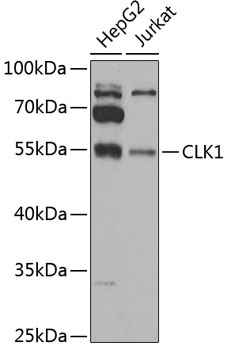 CLK1 Rabbit pAb