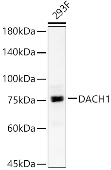 DACH1 Rabbit pAb