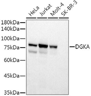 DGKA Rabbit pAb