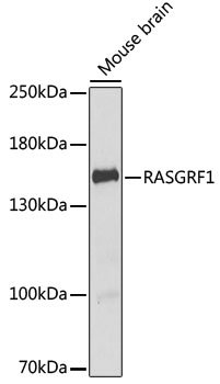 RASGRF1 Rabbit pAb