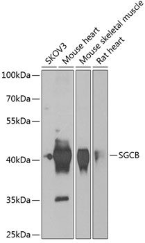 SGCB Rabbit pAb