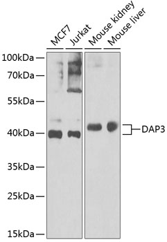 DAP3 Rabbit pAb