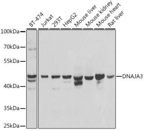DNAJA3 Rabbit pAb