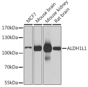ALDH1L1 Rabbit pAb