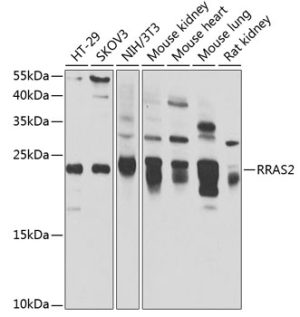 RRAS2 Rabbit pAb