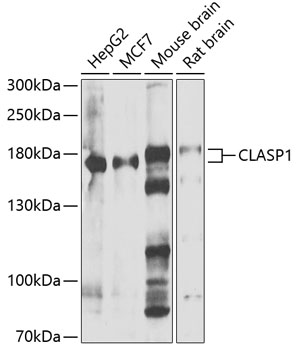 CLASP1 Rabbit pAb