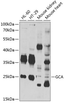GCA Rabbit pAb