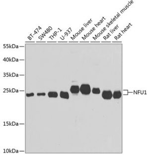 NFU1 Rabbit pAb