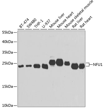 NFU1 Rabbit pAb