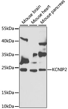 KCNIP2 Rabbit pAb
