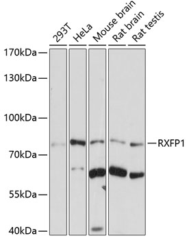 RXFP1 Rabbit pAb