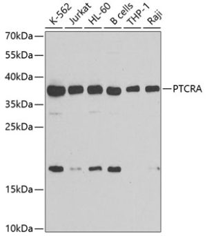 PTCRA Rabbit pAb