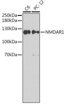 NMDAR1 Rabbit pAb