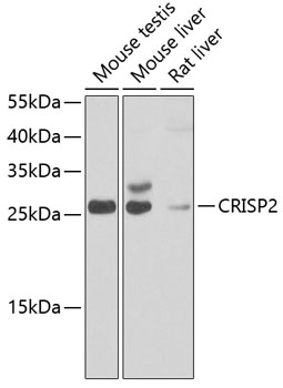 CRISP2 Rabbit pAb