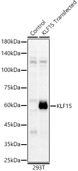 KLF15 Rabbit pAb