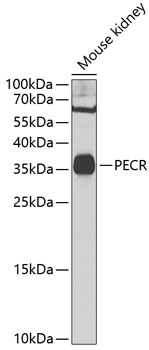 PECR Rabbit pAb