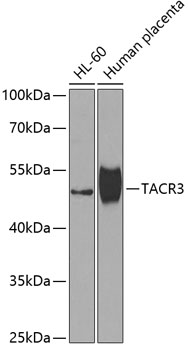 TACR3 Rabbit pAb