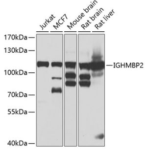 IGHMBP2 Rabbit pAb