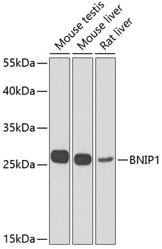 BNIP1 Rabbit pAb