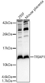 TRIAP1 Rabbit pAb