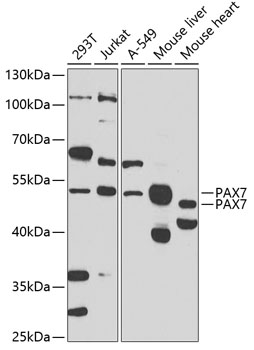 PAX7 Rabbit pAb