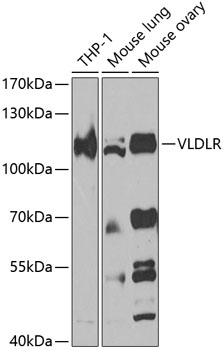 VLDLR Rabbit pAb