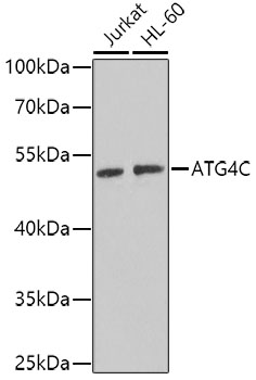 ATG4C Rabbit pAb
